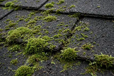 Illustrative photograph showing roof moss removal